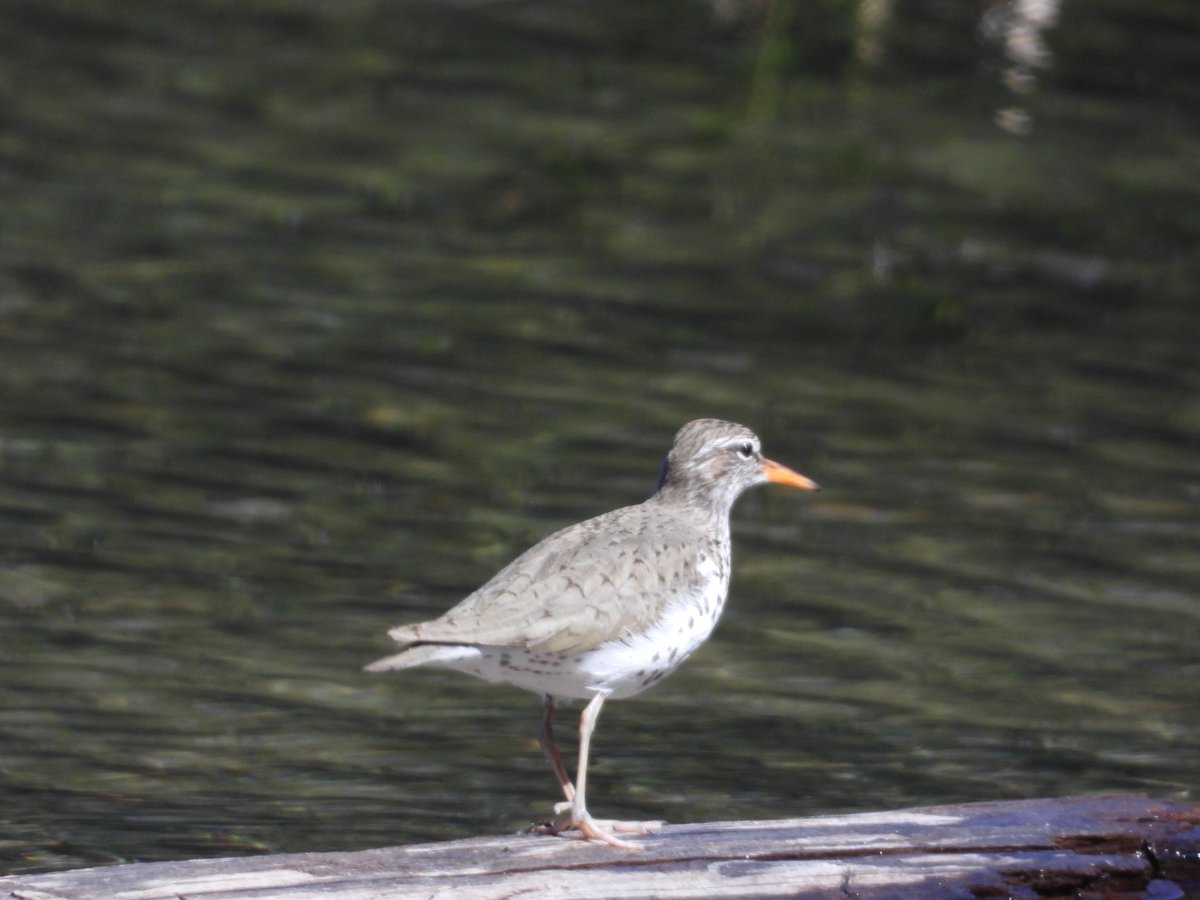 Please watch my latest video on YouTube - lovely little spotted sandpiper 🥰 Click here please - ➡️ youtu.be/dvKp5aj0oTk?si… Thank you 🥰🙏❤️ #birds #nature #wildlife