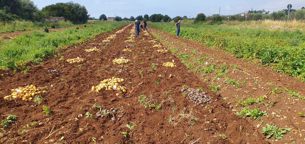 Olaf van Campen tweet media