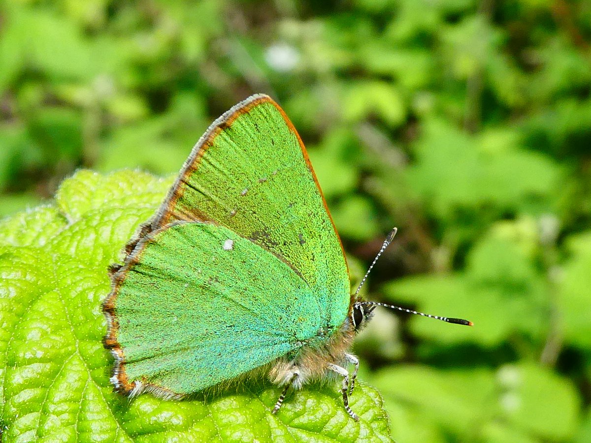 One of several Green Hairstreaks seen in the tailings tip area of Saltwells NNR, Dudley. @BC_WestMids @Reynardlejean @HikerMartin @EcoRecording @DudleyNature