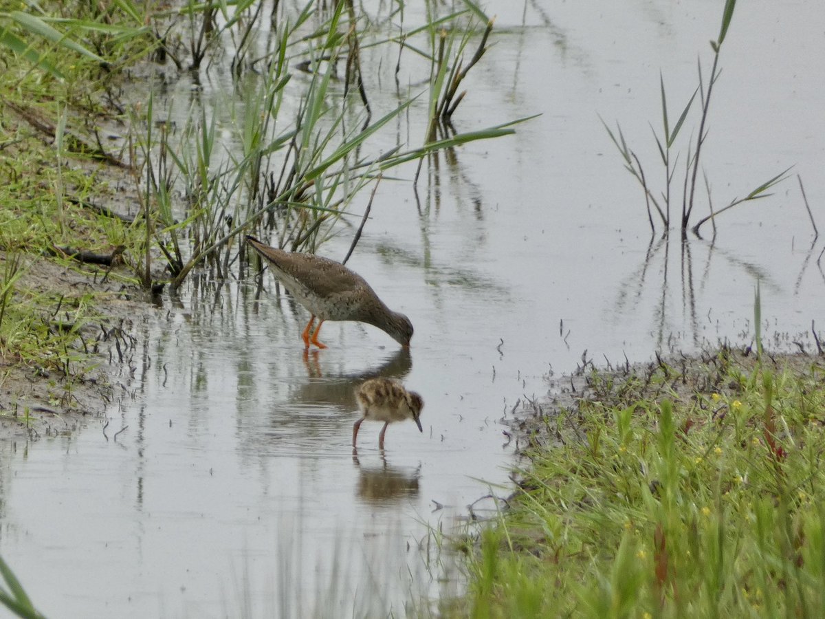 Johnpingham's tweet image. Redshank with chick feeding in freshly-cleared footdrain at St. Aidan's @RSPBAireValley @GTAlstonWader