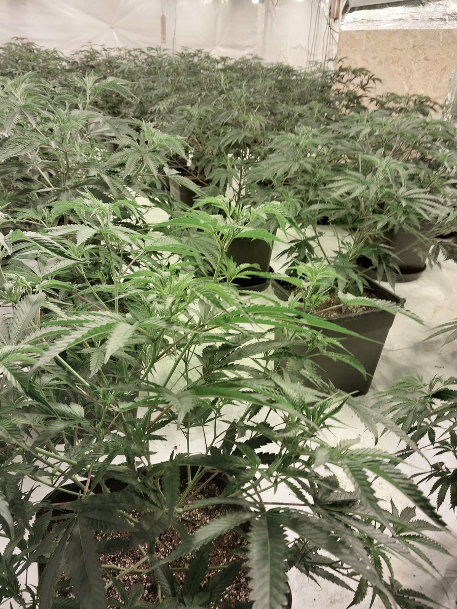 Yesterday the Delves and St Matthews NHT attended a possible Cannabis Cultivation grow being carried out in a industrial unit in Walsall. A male was arrested from the location and a substantial amount of Cannabis was recovered. Great work Team