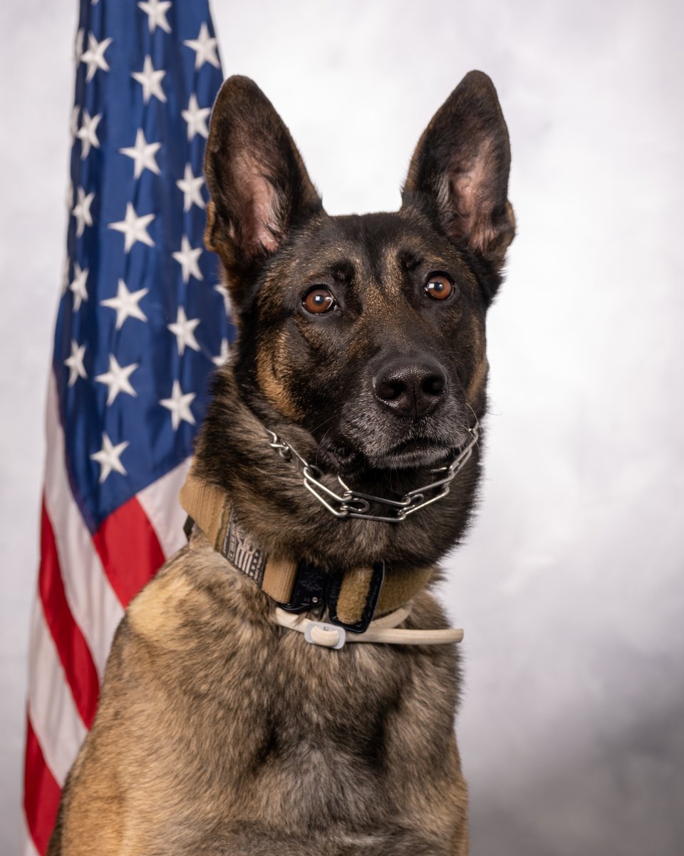 The 380th Air Expeditionary Wing celebrated Police Week with capturing @usairforce Military Working Dogs' official photos. Thank you to all the Military Working Dogs for keeping our #Airmen safe. @CENTCOM | @usairforce | @DeptofDefense