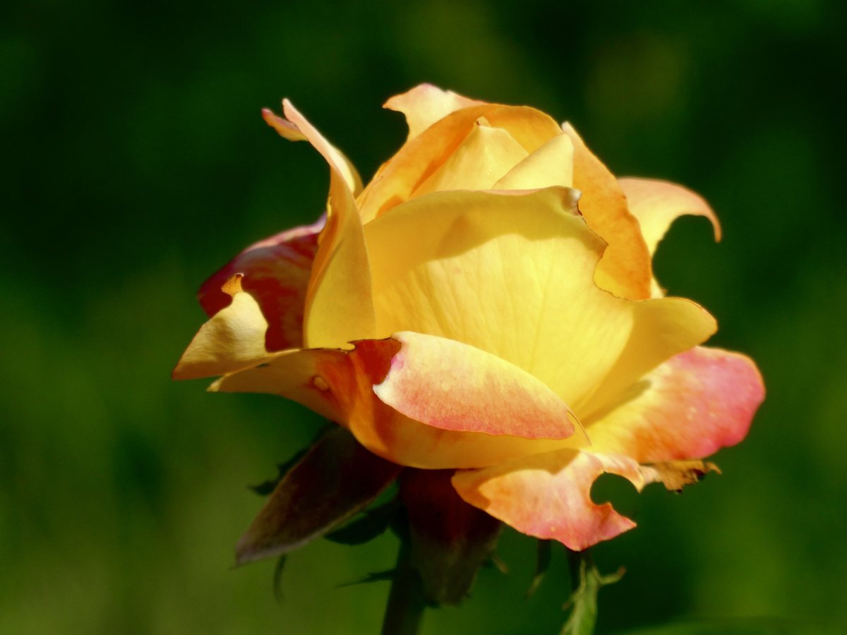 Happy Rose Wednesday 🌹 #RoseWednesday #MacroHour