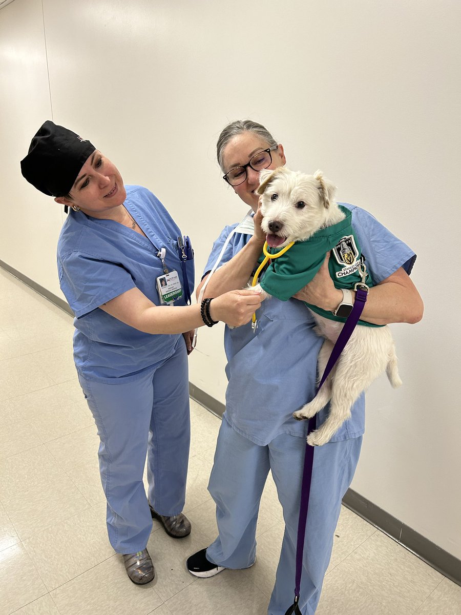 Have stethoscope will travel! To kickoff #NationalHospitalWeek my friend Miss Katherine invited me on a tour of Centennial Hills Hospital yesterday! I had a great time visiting with team members throughout the facility! ~ Deke🐾 #TherapyDog #IAmATherapyDog #PawYouNeedIsLove