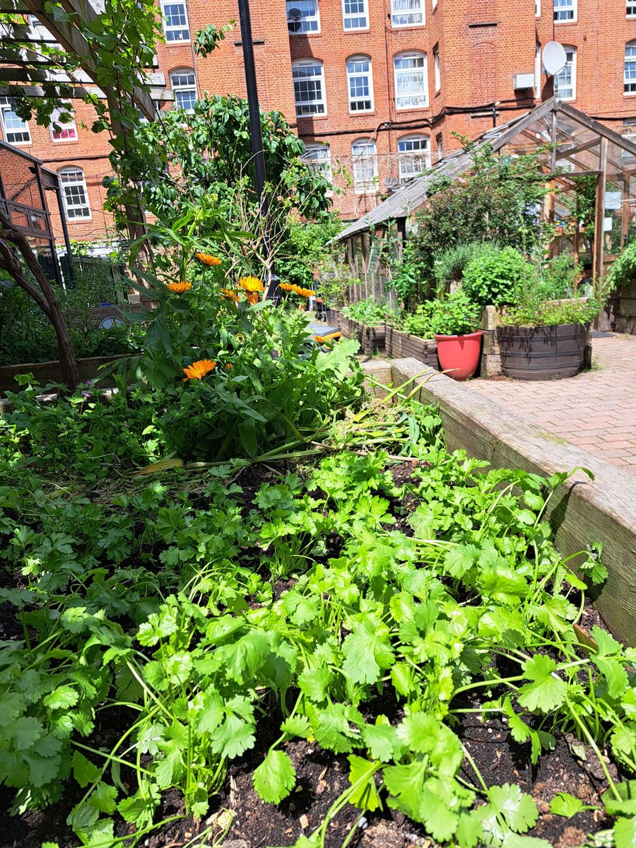 StLukesTrust's tweet photo. Our herb garden is loving the sun. We use these herbs regularly in our #communityclasses, cutting them fresh. We offer a range of cookery classes every week, and a gardening drop-in every Saturday 10am-12. Come along! #southislington #NatureHubs @hubbub https://t.co/0GbPTxDcNv https://t.co/zVu3Er7mQ7