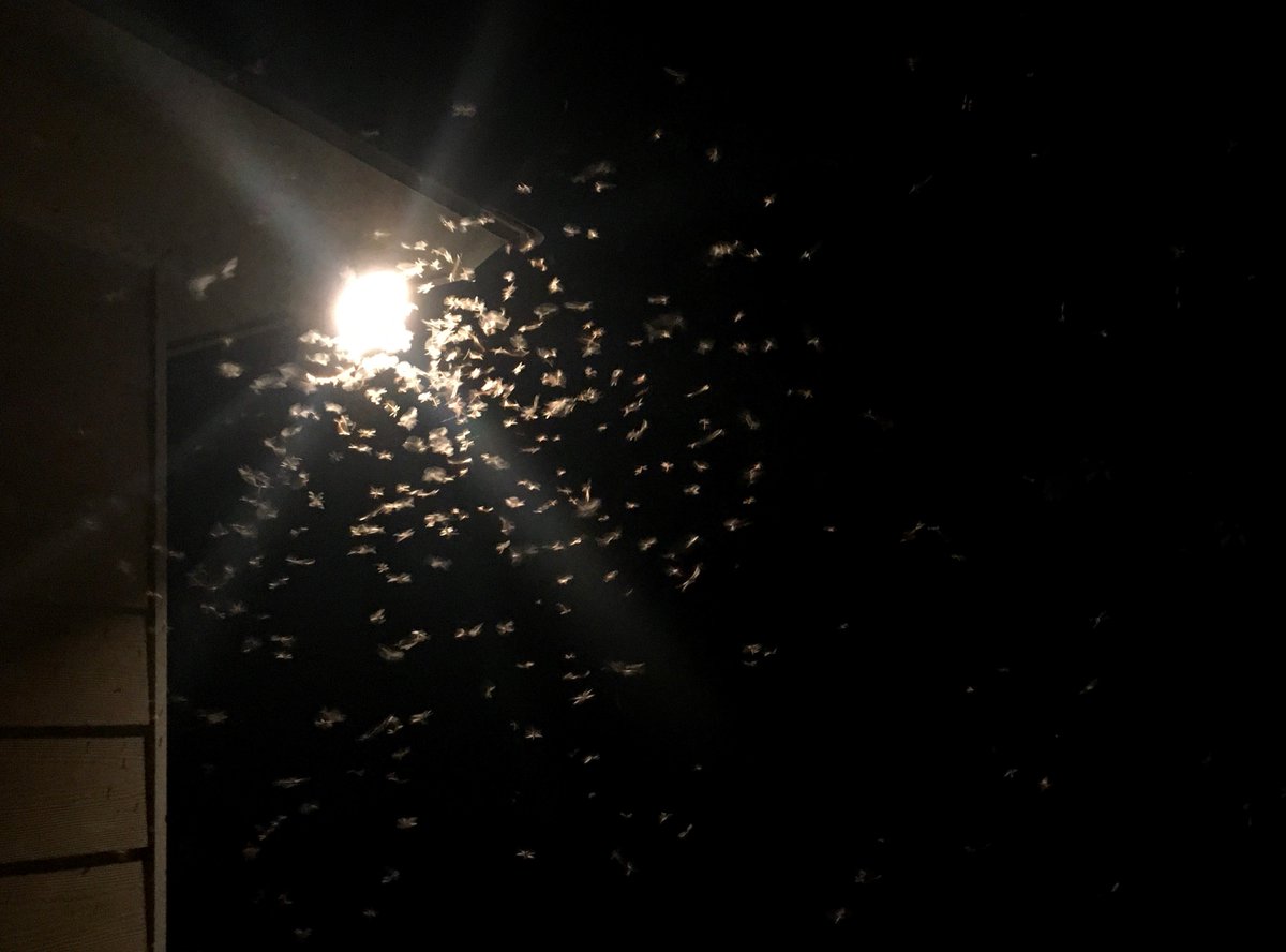 It's termite season in Louisiana! To Do: -Turn off outdoor lights at night in May and June to avoid attracting swarmers.💡 -Use only licensed and certified pest management professionals for termite treatments.