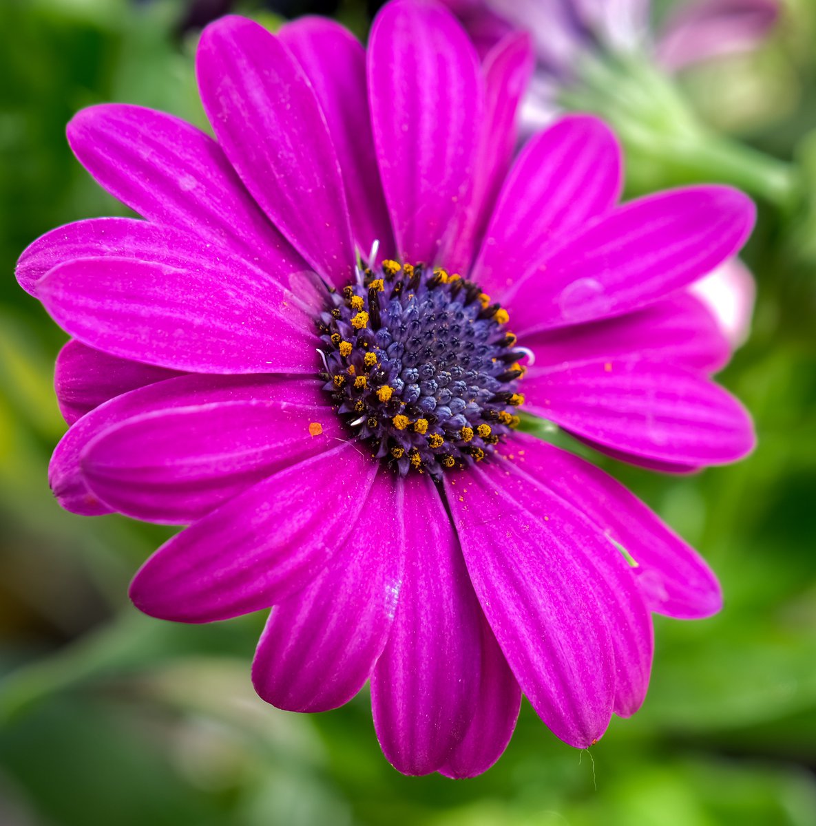 This close-up of a purple flower is so mesmerizing! #flowerpower #naturelovers