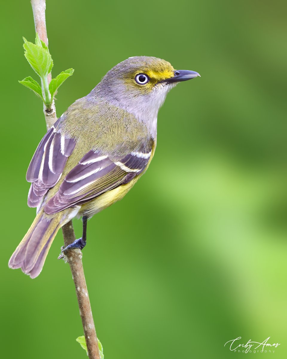 This is my favorite pic to date of a White-eyed Vireo. This also happens to be my favorite migratory bird that breeds in my area. . ko-fi.com/corbyamos . linktr.ee/corbyamos . #birdphotography #birdwatching #BirdTwitter #twitterbirds #birdpics #BirdsofTwitter