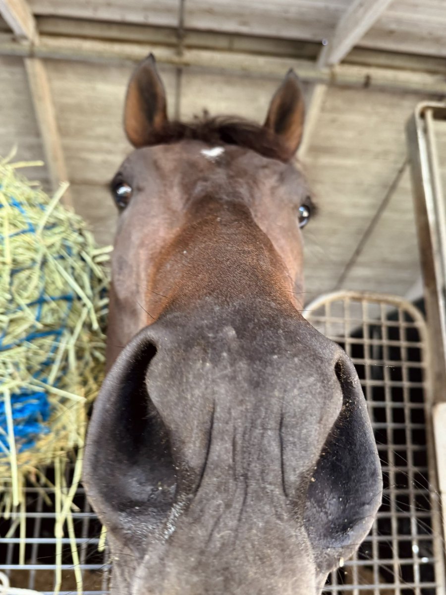 Good morning from our boys, GABALDON and BENTORNATO. 🤩