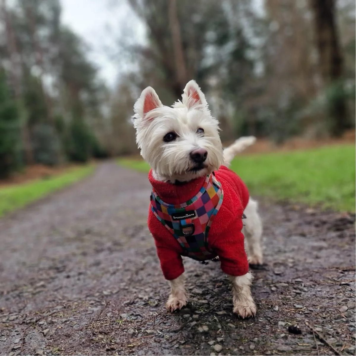 @ClassicFM @mrdanwalker This is our Westie Little B, affectionately known as #Bogtrotter .. loves her morning walkies and finding any muddy puddles then snoozing to Dan on #ClassicFM absolutely no westitude at all…much! 🐶🐾💕