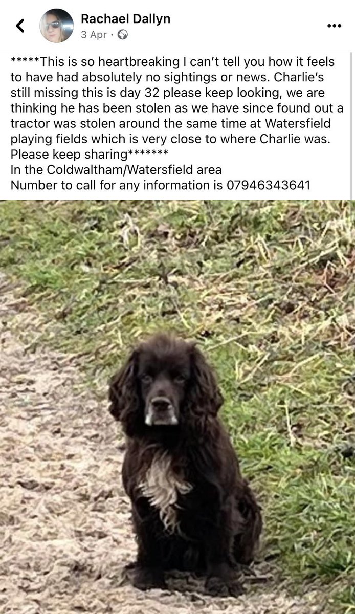 #SpanielHour 

Charlie..... still missing!
Chipped etc. 
Missing from near #Fittleworth, West #Sussex. 
Bring him home/hand him in to a vets. No questions asked his family just want him home.
Male/adult #CockerSpaniel brown 
 “This is heartbreaking I can’t tell you how I feel” 😪