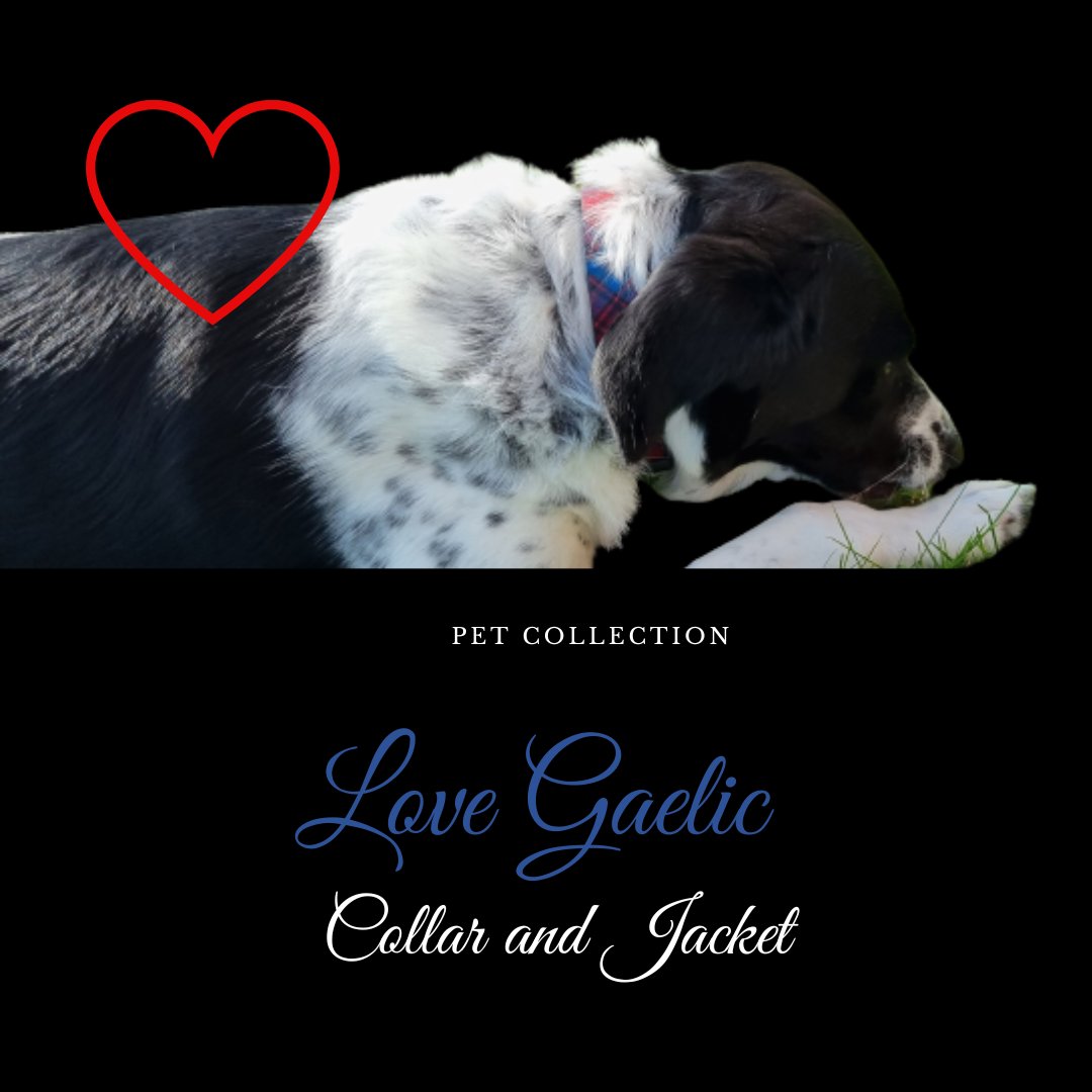 Get your own Love Gaelic tartan dog collar just like the Gaelic speaking dog Rain in @xiaomanyc 's video!
#lovegaelic #Gàidhlig #lovegàidhlig #learngaelic #Gaelic #Gaeliccourses #Gaelicimmersion #scottishgaelic #SgoilGhaidhligInnseGall