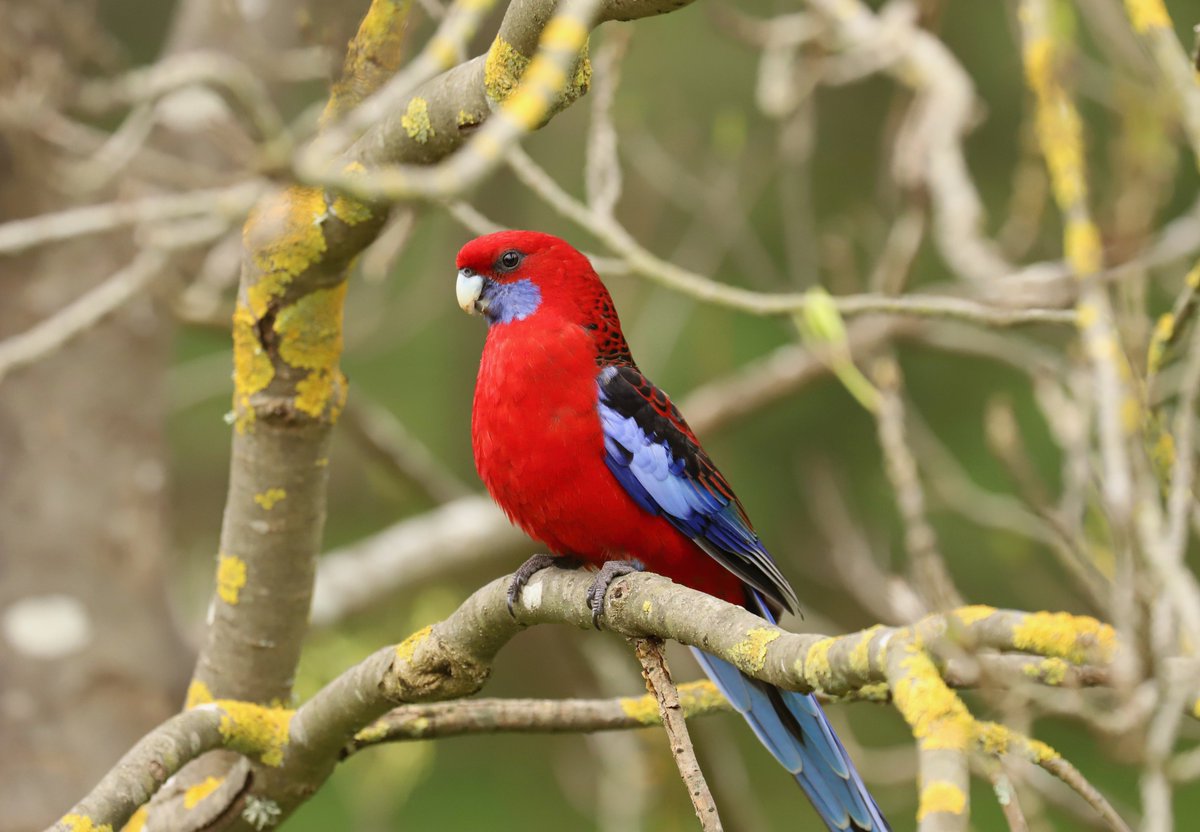 Stunning Crimson Rosella someone spotted in the wild! Those feathers are incredible! #birdwatching #australia 🇦🇺