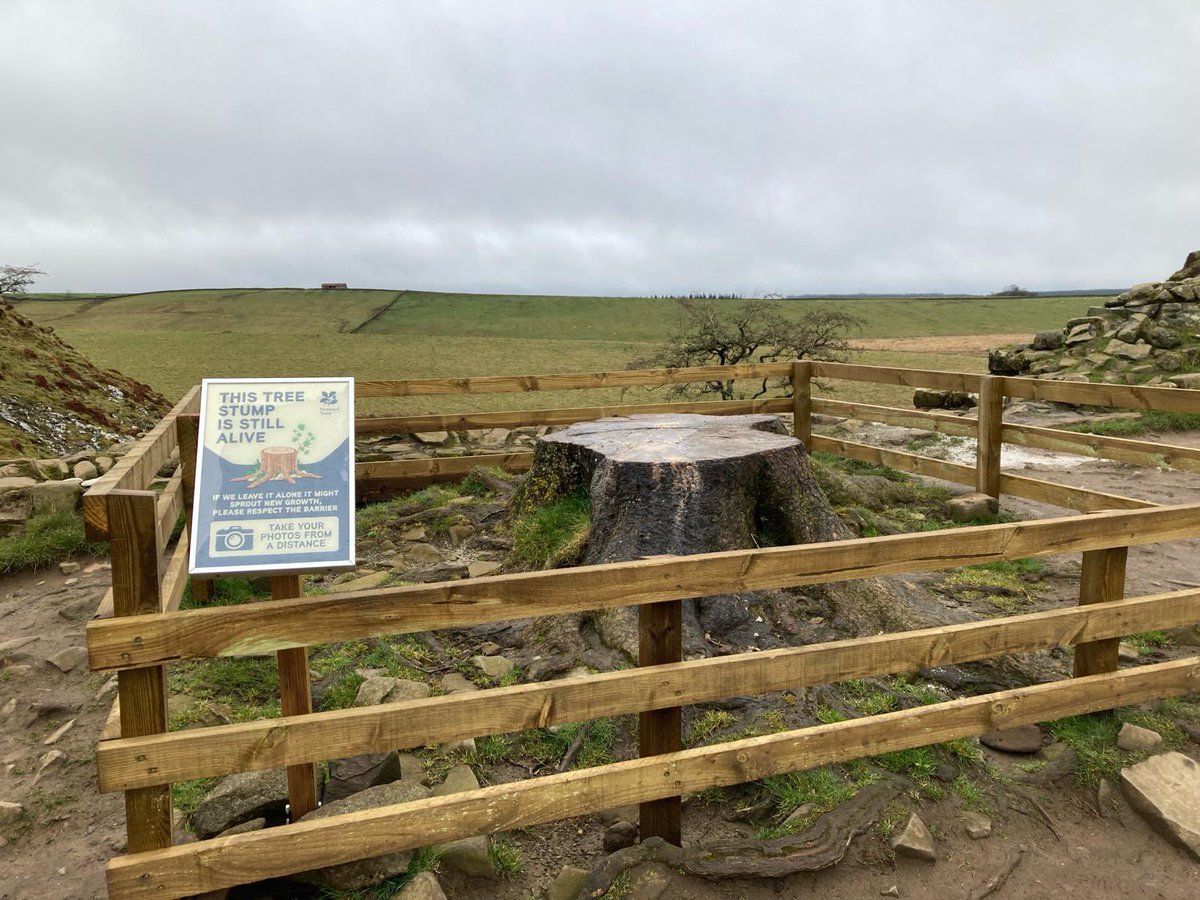 Two men from Carlisle will go before Newcastle Crown Court - charged with criminal damage relating to the felling of the Sycamore Gap tree last September. Daniel Graham, 38 and Adam Carruthers, 31 are accused of causing £620,000 damage to Hadrians Wall and the site.