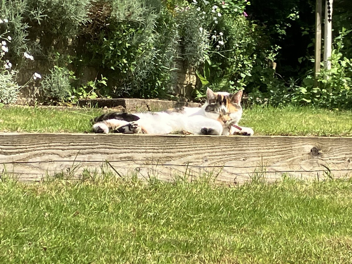 Chris Valentine 🇺🇦🇨🇦🇵🇦🇬🇱 tweet media