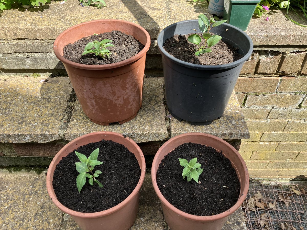 Chris Valentine 🇺🇦🇨🇦🇵🇦🇬🇱 tweet media