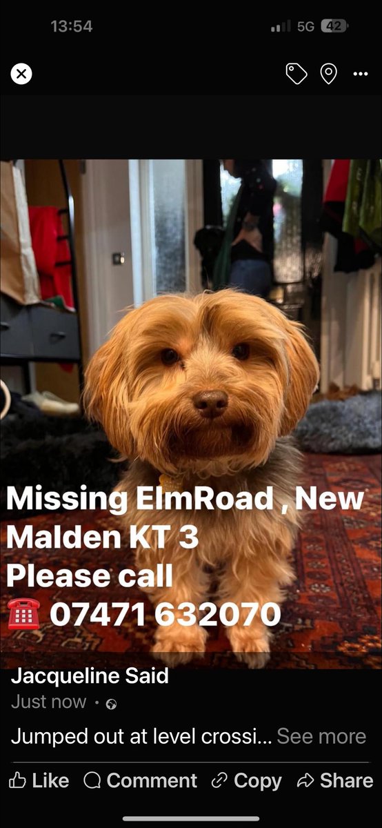 Urgent 🚨 dog jumped out of car at #ElmRoad #Levelcrossing #Newmalden #kt3 @networkrail @MissingPetsGB @rosieDoc2 @MPSKingston facebook.com/share/p/AbT8Hg…