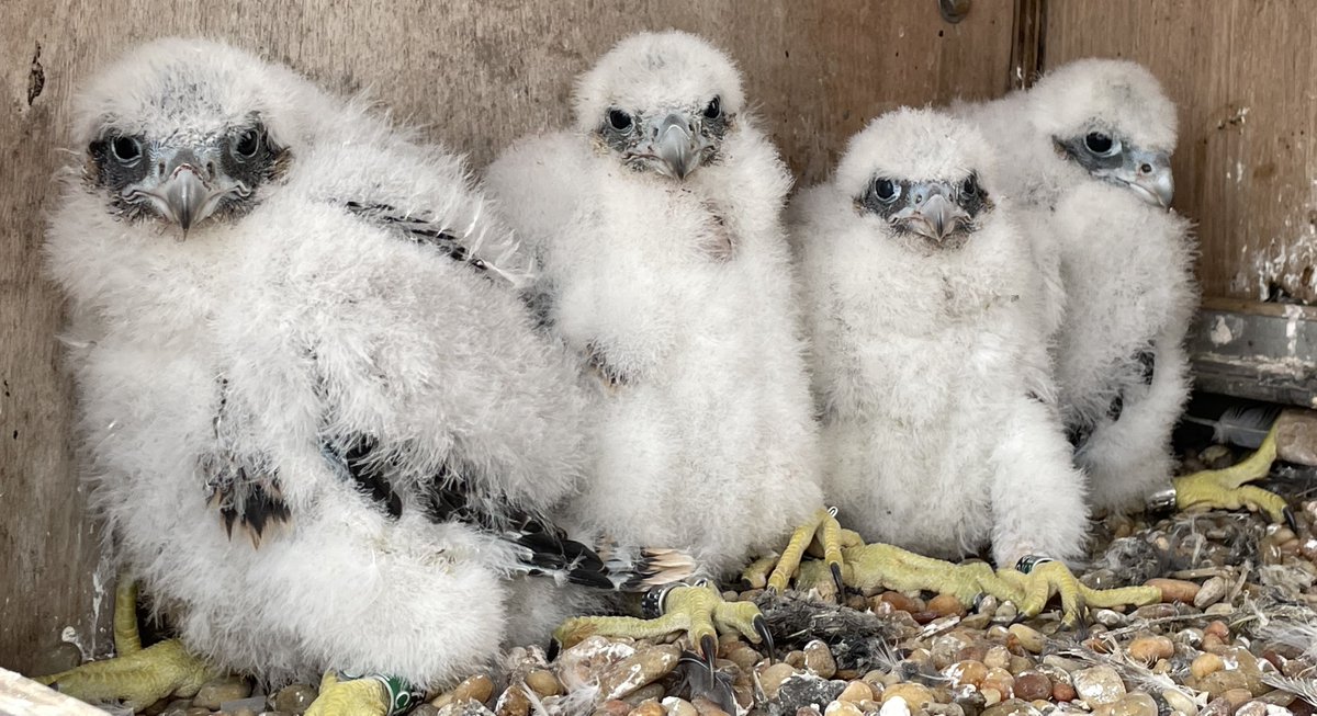 It's time to name our baby falcons! Starting now, you can vote in our online poll to select the names of the four falcon siblings. Vote➡️ on.ny.gov/3ynqJk4 Judges picked the top 10 names from the 100+ submitted by local students as part of a contest with @VeoliaWaterNY