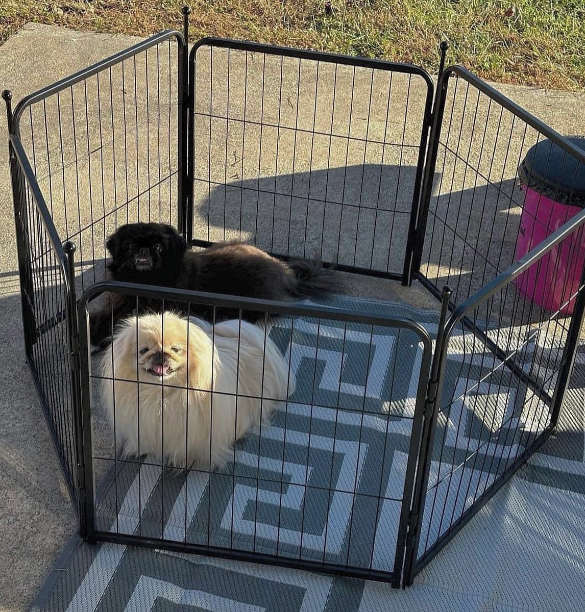 Iz dis what dey mean by “feel-n like a caged animal” Sammy doesn’t behabe so we set him up a pen, but why am I in it? 

.
.
#caligurl #flamingler #rollingrenegade #sweetsammy #rvdogs #BigAl #campingwithdogs #travelgram #travelling #fyp #fypシ゚ #AdventureAwaits #adventuretravel