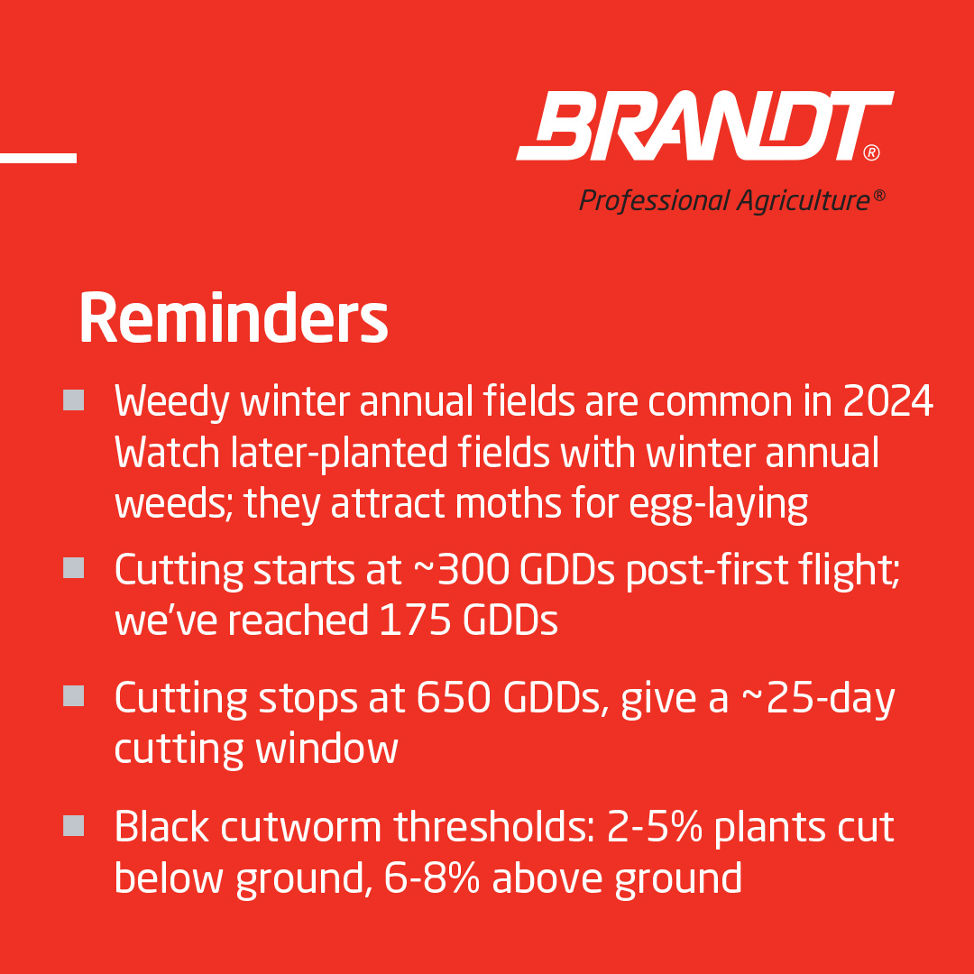 BRANDT Agronomists in Central Illinois have witnessed significant black cutworm moth flights due to recent rains. Black cutworm larvae are predicted to reach 'first cutting' or 4th instar stage by late May. Corn that has reached V4 is safe, but it’s important to monitor fields