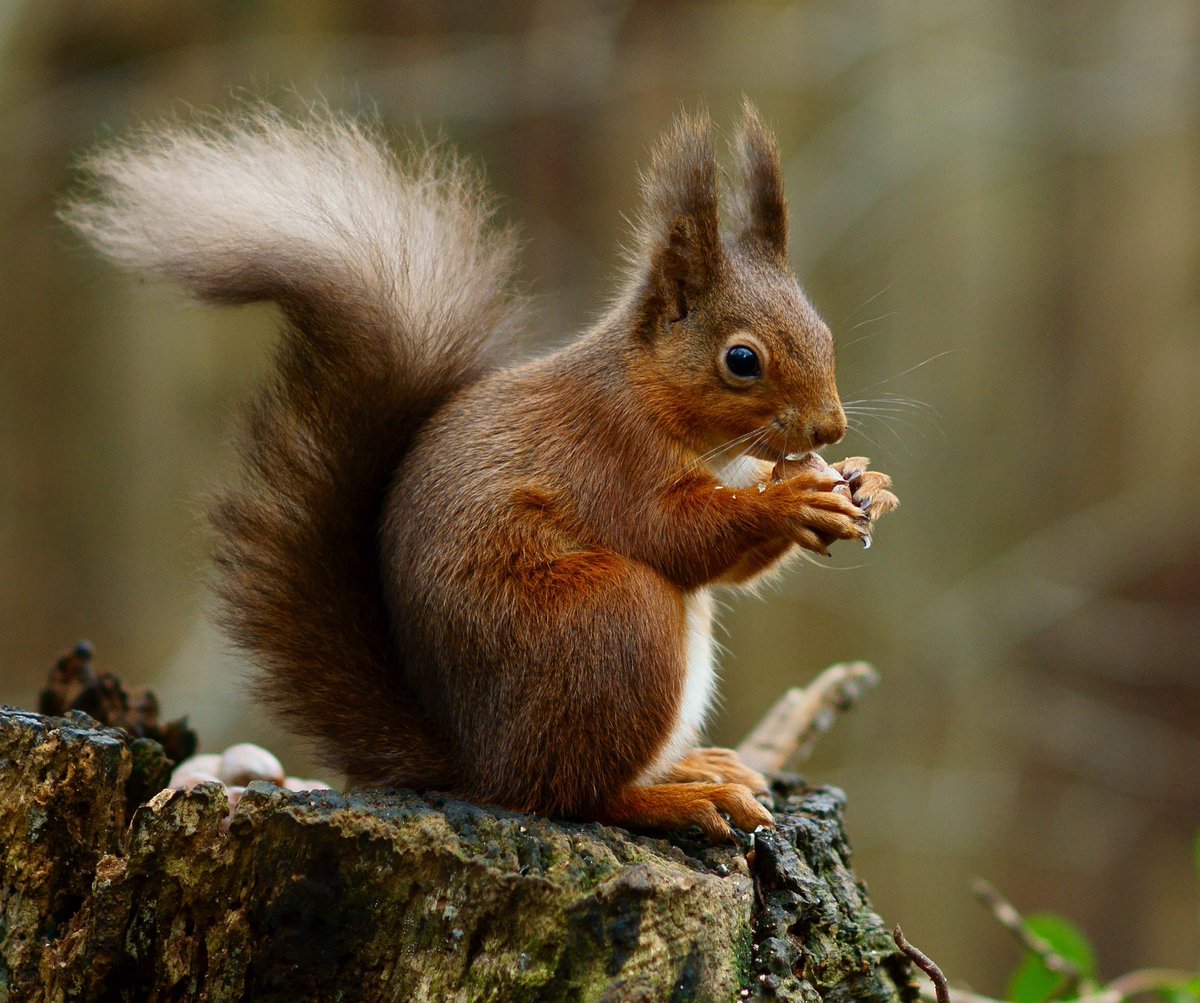 Ella Purnell has been cast in Craig Roberts’ killer squirrel comedy-horror ‘The Scurry’

She will play a park attendant who must use her unique skills and strength to survive a band of killer squirrels.

(screendaily.com/news/ella-purn…)