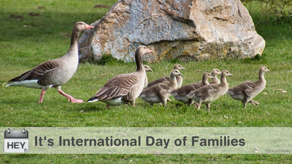 It's International Day of Families! 
#InternationalDayOfFamilies #DayOfFamilies #FamiliesDay