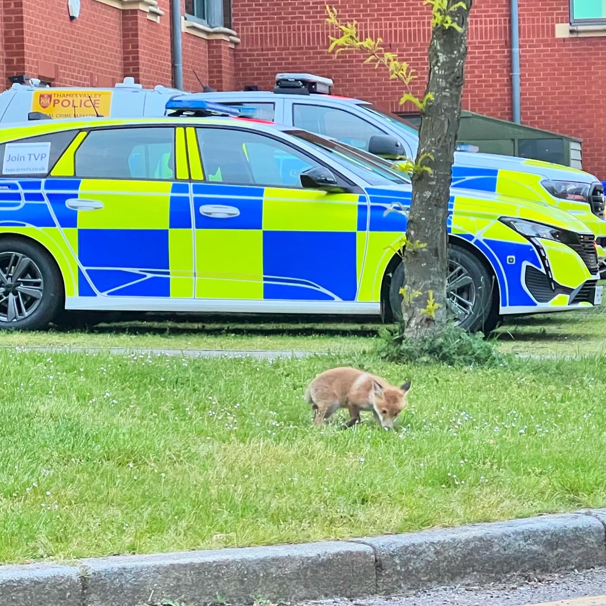 Officers from the Rural Crime Taskforce took a moment to watch our resident fox family play in one of our car parks last night 🦊  

@ChrisGPackham #foxoftheday