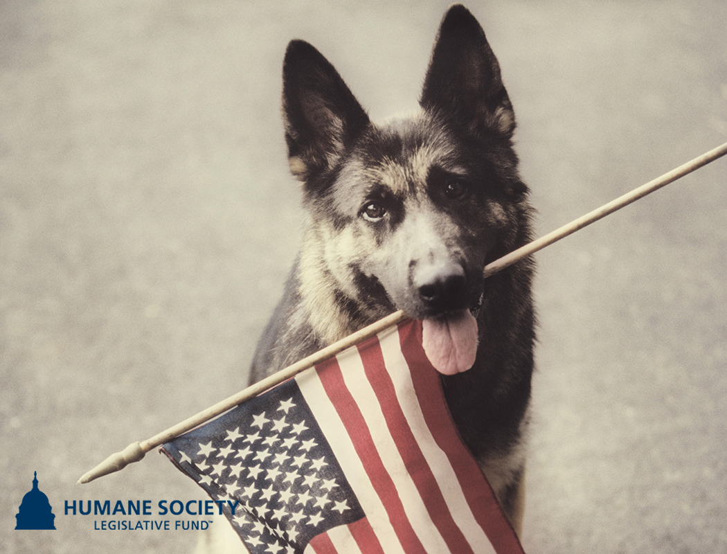 Calling all Iowa voters 📢 Primary voting begins TODAY, so be sure to cast your vote for humane candidates by June 4th because animals only win when humane candidates do 🐾🗳️ Find your ballot info, polling location, and more here ➡️ sos.iowa.gov/elections/vote…