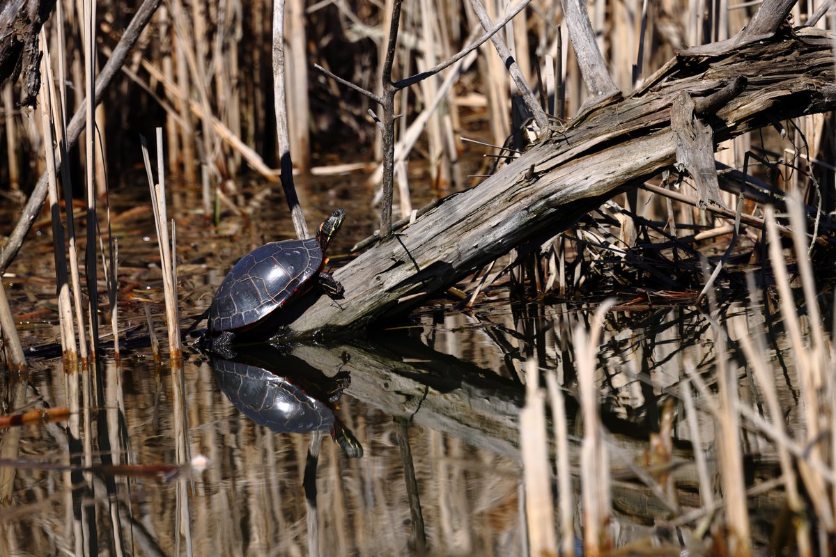 In a world full of Rabbits, dare to be a Turtle-Unknown😊 #Twitternaturecommunity #TwitternaturePhotography #Turtle #PaintedTurtle #Smile #Canon #IndiAves #Nature #CanonCanada