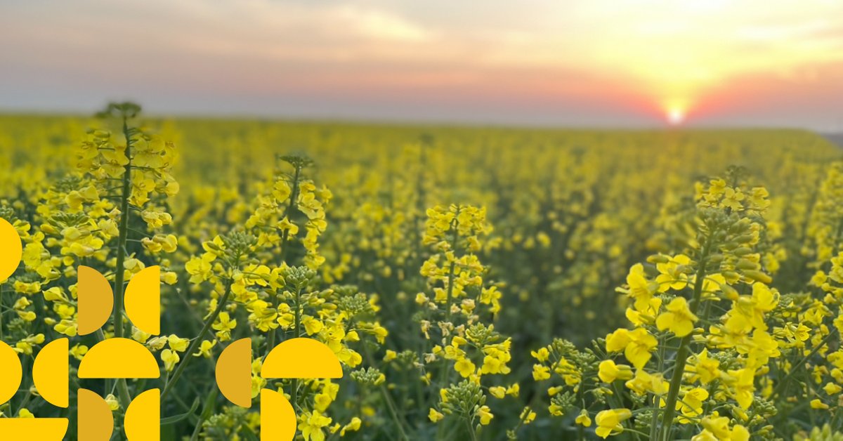 We’re joining @KState & Great Plains Canola Association to host a canola field day near Hutchinson, KS, May 16. Our #canola & soybean crush facility in Goodland is on track to start operations in October 2024. Learn more about the field day: ksre.k-state.edu/tuesday/announ…