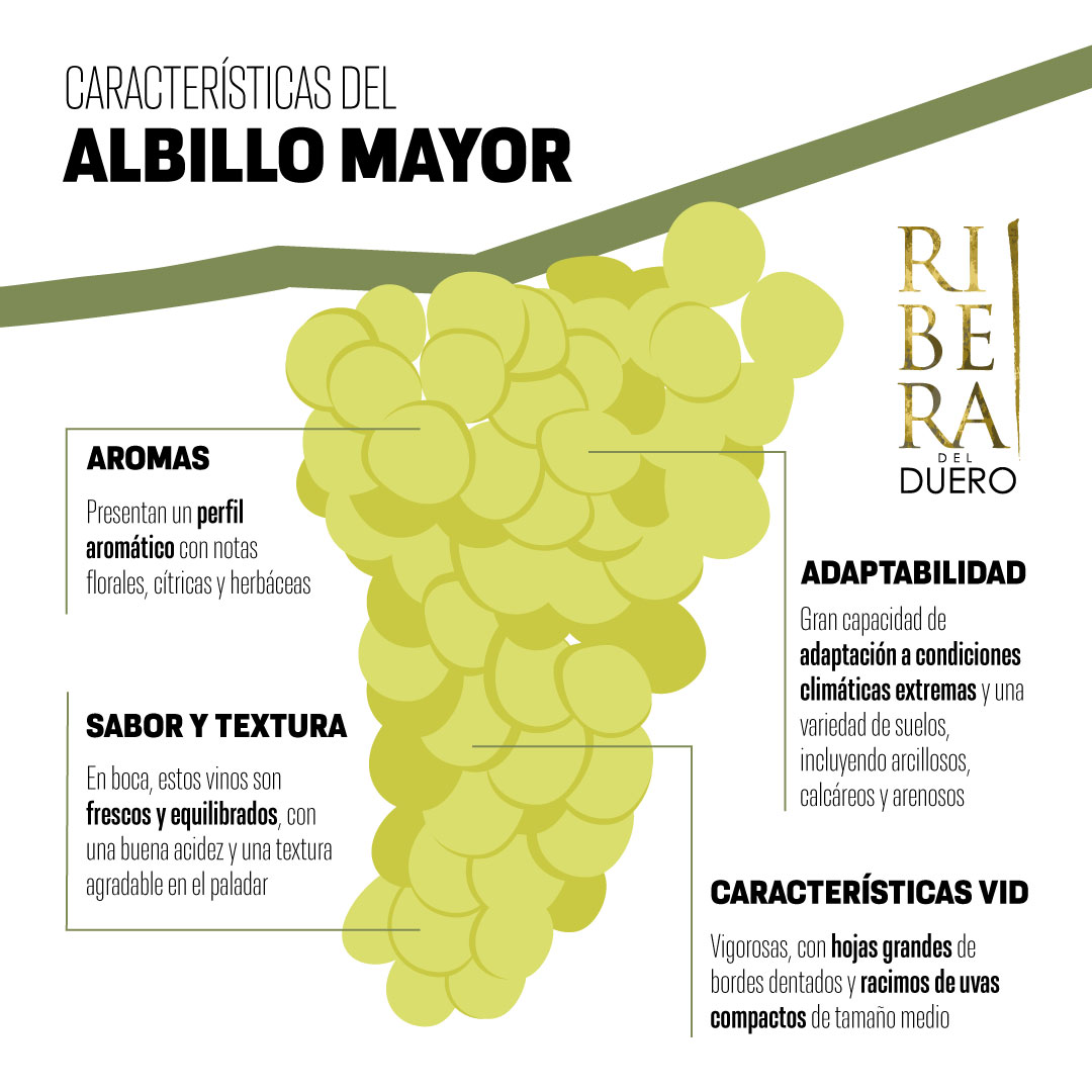 🍇 Cada vez son más los proyectos vitivinícolas que apuestan por recuperar la uva Albillo Mayor gracias a algunas cualidades que la hacen muy prometedora.

#experienciamadrid #verema #catas #riberadelduero #riberadeldueroblanca #albillomayor #vinos #winelovers