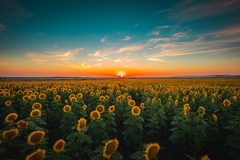 Imagine! The Sunflowers of Andalucía (June – August) ➡️ SAVE up to 25% off #Ronda Hotels 🛏️ cutt.ly/Tee3C7qp #Malaga Airport #CarHire 🚘 cutt.ly/eee3BKdP #Flights ✈️ cutt.ly/1ee3N3p0 #travel #hotels #discounts #holidays #forces #expats #forcescarhire #MHHSBD