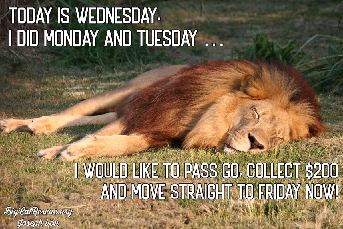 Today is Wednesday. I did Monday and Tuesday … I would like to pass GO, collect $200 and move straight to Friday now! 

#JosephLion #BigCatRescue #BigCats #Lions
#Wednesday #Memes #Quote #Quotes #Monolopy #CaroleBaskin #Friday