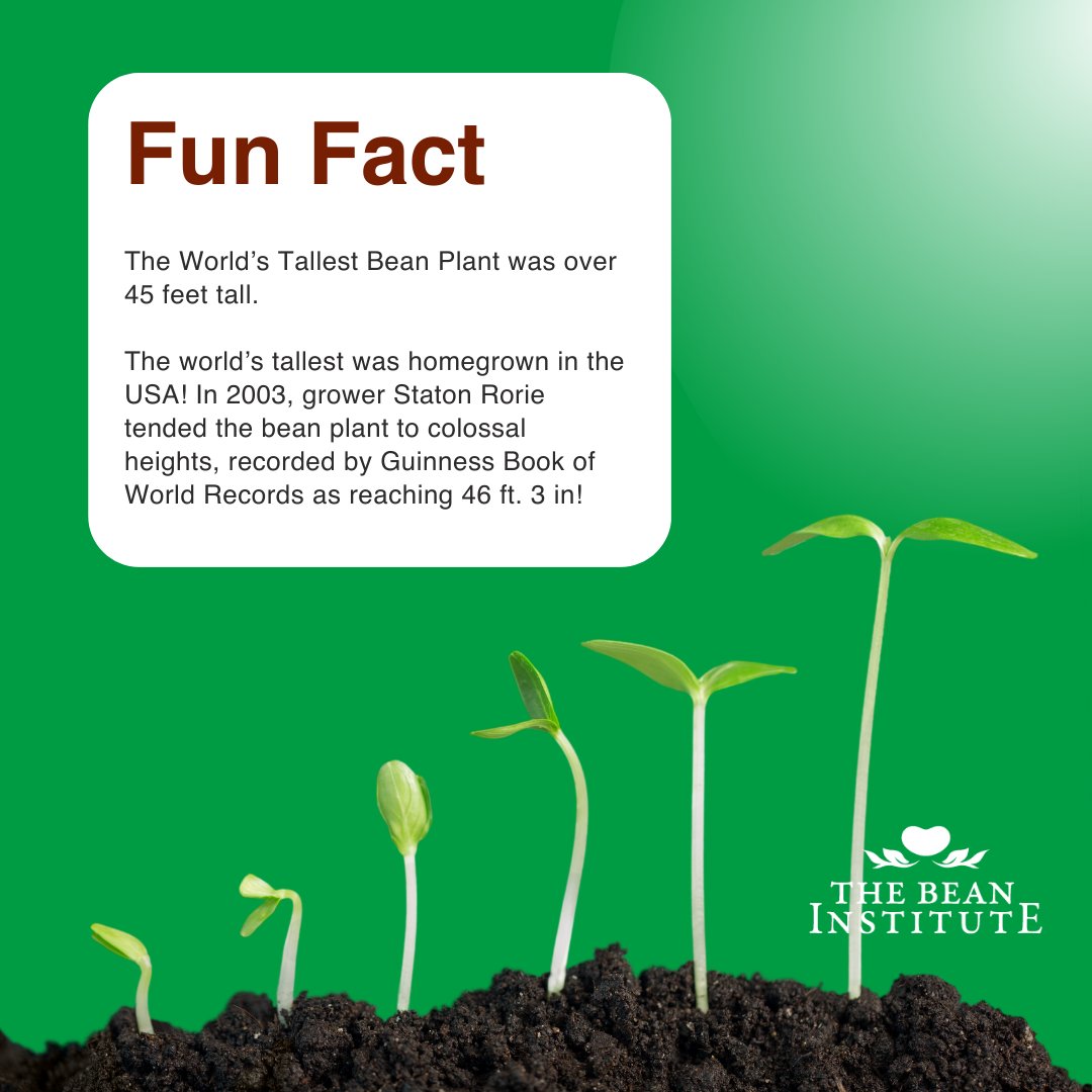 FUN FACT! 💡

 The world’s tallest was homegrown in the USA! In 2003, grower Staton Rorie tended the bean plant to colossal heights, recorded by Guinness Book of World Records as reaching 46 ft. 3 in!

#beans #guinnessworldrecord #beanplant #beaninstitute #northarvest