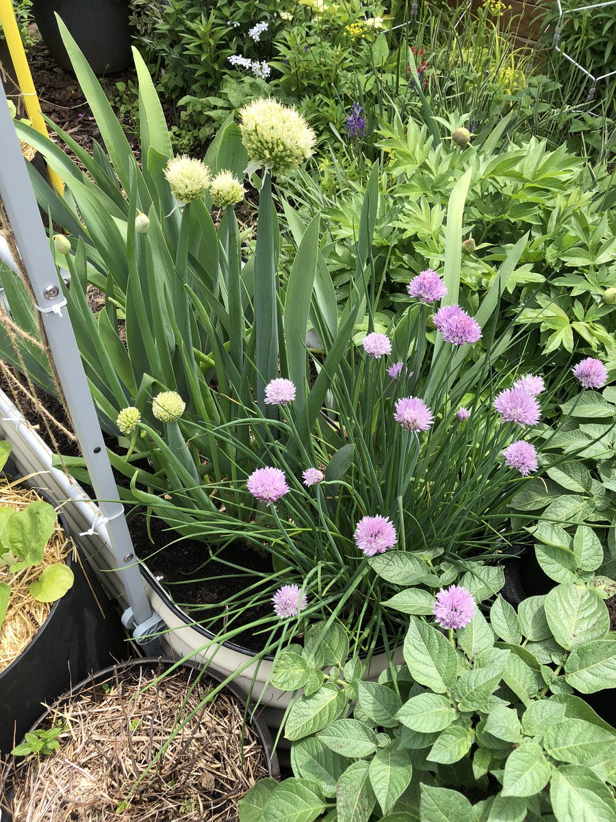Looks like it’s time to put on a batch of Chive Flower Vinegar. #Garden2Table #KitchenGarden