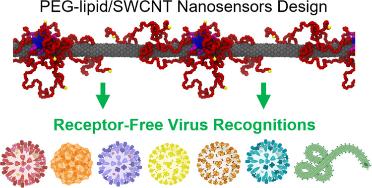 The @sycho_lab demonstrates a sensor design for receptor-free virus recognition using 3D corona interfaces in nIR fluorescent SWCNTs functionalized with a PEG-phospholipid library. Read it here 🔗 go.acs.org/9lw