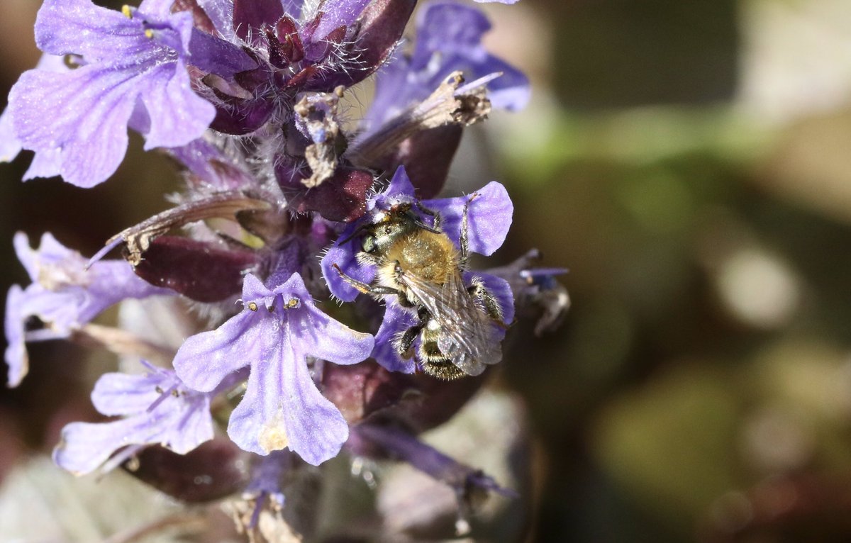 Female and male Osmia caerulescens feeding on Ajuga in my Staffs garden 15/05/24 @SolitaryBeeWeek @StaffsWildlife @StaffsEcology @StevenFalk1 #solitarybee #bee #Osmia