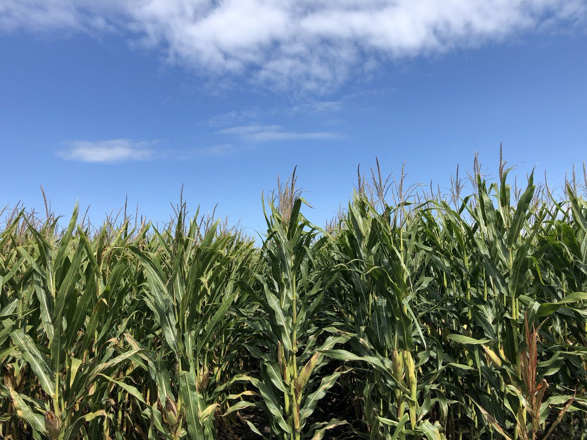 Seed Today (@seedtoday) on Twitter photo Companies named to Fast Company's 2024 list of World Changing Ideas. <a href="/pivotbio/">Pivot Bio</a>'s on-seed fertilizer and <a href="/BioLumic/">BioLumic</a>'s UV Light Treatments celebrated as finalists in the Agriculture and General Excellence categories: tinyurl.com/5b6pttnv Companies named to Fast Company's 2024 list of World Changing Ideas. <a href="/pivotbio/">Pivot Bio</a>'s on-seed fertilizer and <a href="/BioLumic/">BioLumic</a>'s UV Light Treatments celebrated as finalists in the Agriculture and General Excellence categories: tinyurl.com/5b6pttnv
