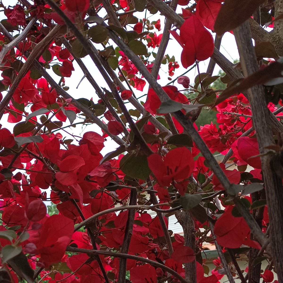 Je suis repassé devant ces fleurs magnifiques à Argelès-sur-Mer ♥️. J'ignore son nom. Bel après-midi à vous ☕🖤