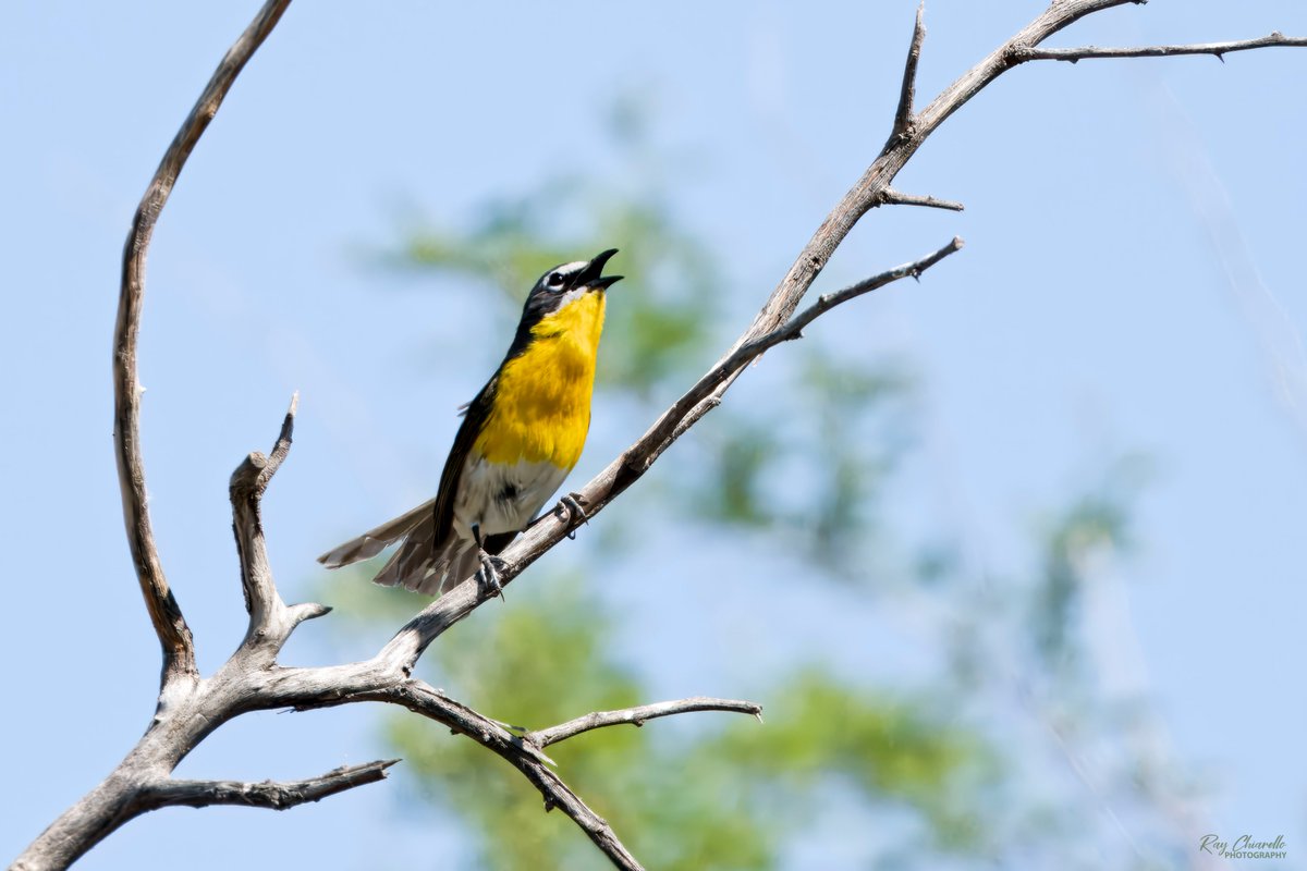 Yellow-breasted Chat seen yesterday at El Paso's Rio Bosque Wetlands Park. #BirdsSeenIn2024 #Birds #Birdwatching #MyBirdPic #Wildlife #Nature #Birding #BirdsOfTwitter #ElPaso #Texas