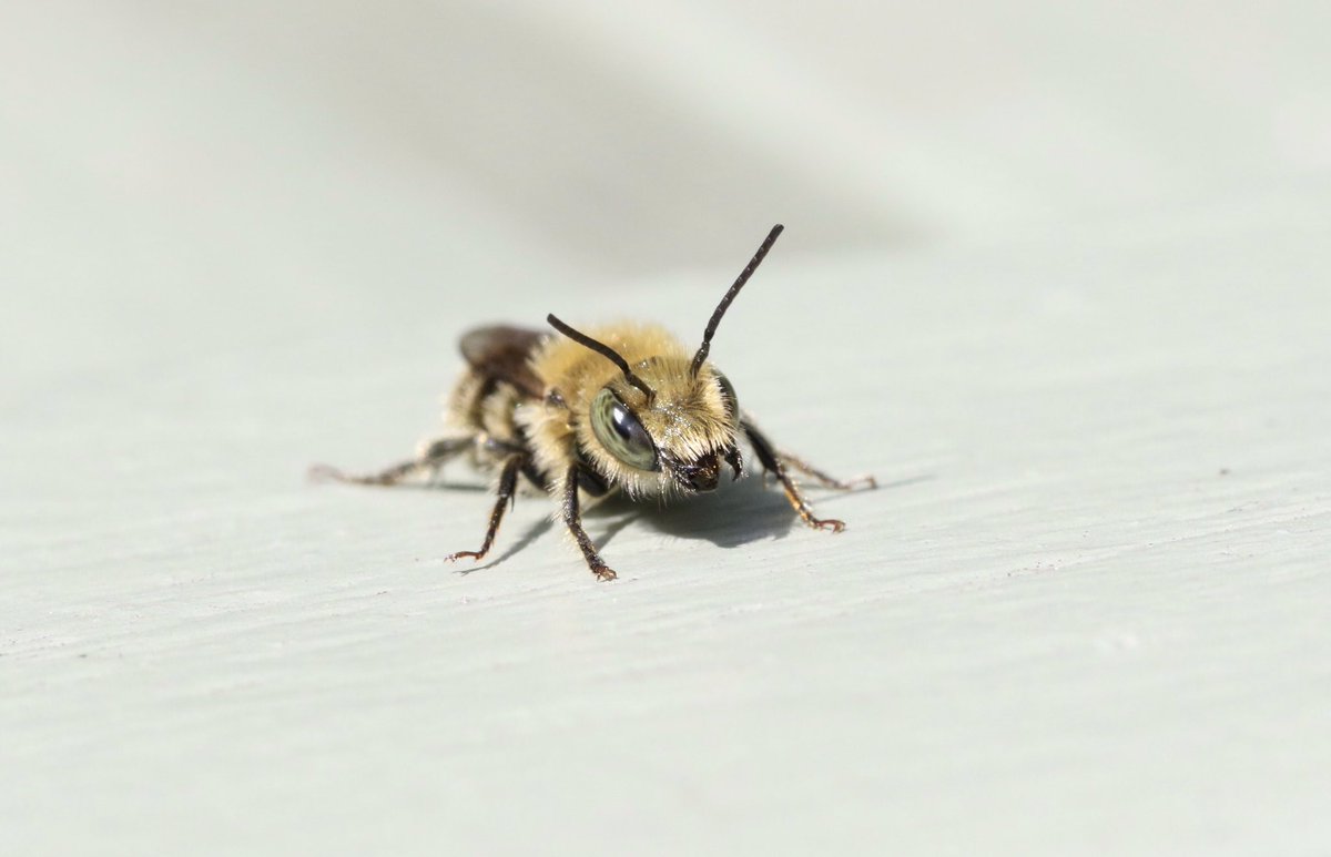 Ever wondered what a male Osmia caerulescens looks like whilst cleaning his tongue? Well here you go! My Staffs garden 15/05/24 @SolitaryBeeWeek @StaffsWildlife @StaffsEcology @StevenFalk1 @olds_liam #solitarybee #bee #Osmia
