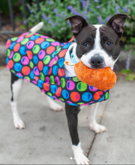 Friendly Reminder😉 Cookies N' Cream is still waiting... #NYCACC #PuppyLove #AdoptMe #FosterMe Not only stunning, she has the personality to match Dog friendly, great walker carries her stuffie🥰, High Five expert