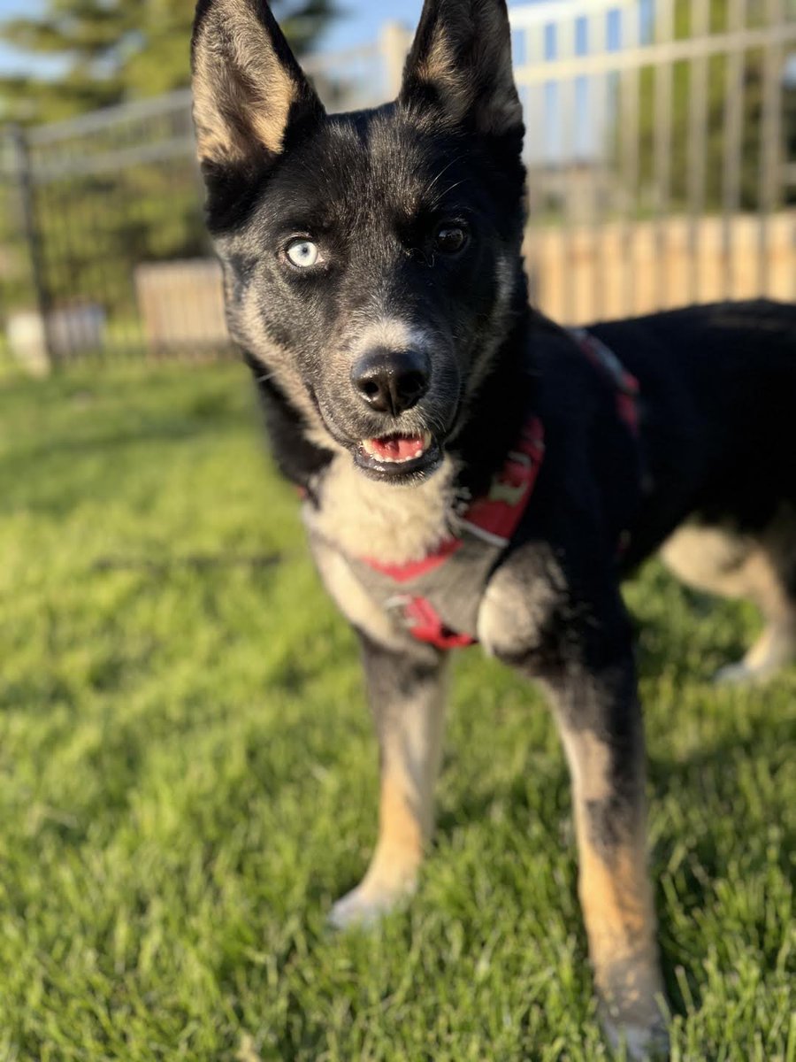 These cuties will be searching for their new families on Sunday, May 19th, from 10 am - 12 pm at PetSmart Monticello! 🐶 Event details: fb.me/e/5cvQ1dOkk