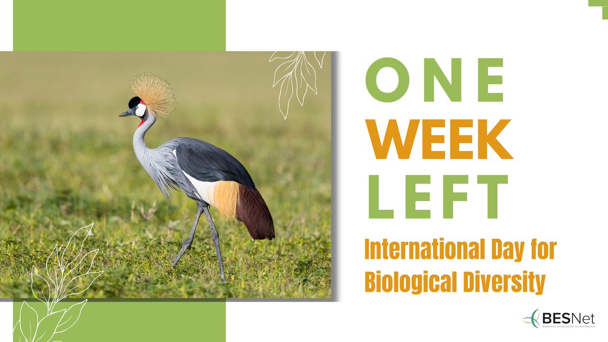 The countdown begins – only 1️⃣ week left until #BiodiversityDay! 🗓️

Get ready to celebrate the incredible variety of life on Earth 🦜🌳 and reflect on why preserving diverse ecosystems is crucial for humanity and the health of our planet. 🌍