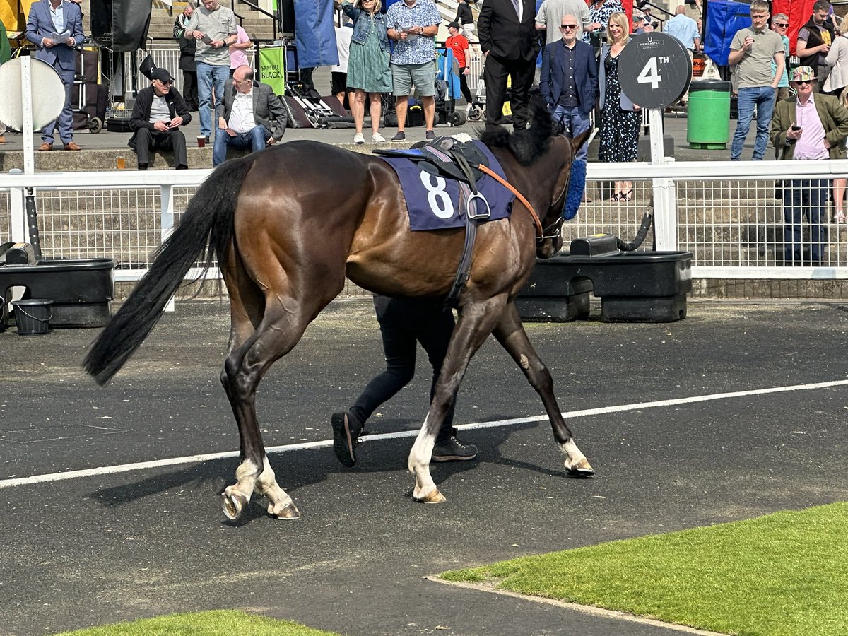 Novation won’t run at Newmarket on Friday , ground is going to be a bit firm for him therefore we will wait for other targets towards the end of the month 🧡💚 #propulsionracing #gaykellewayracing