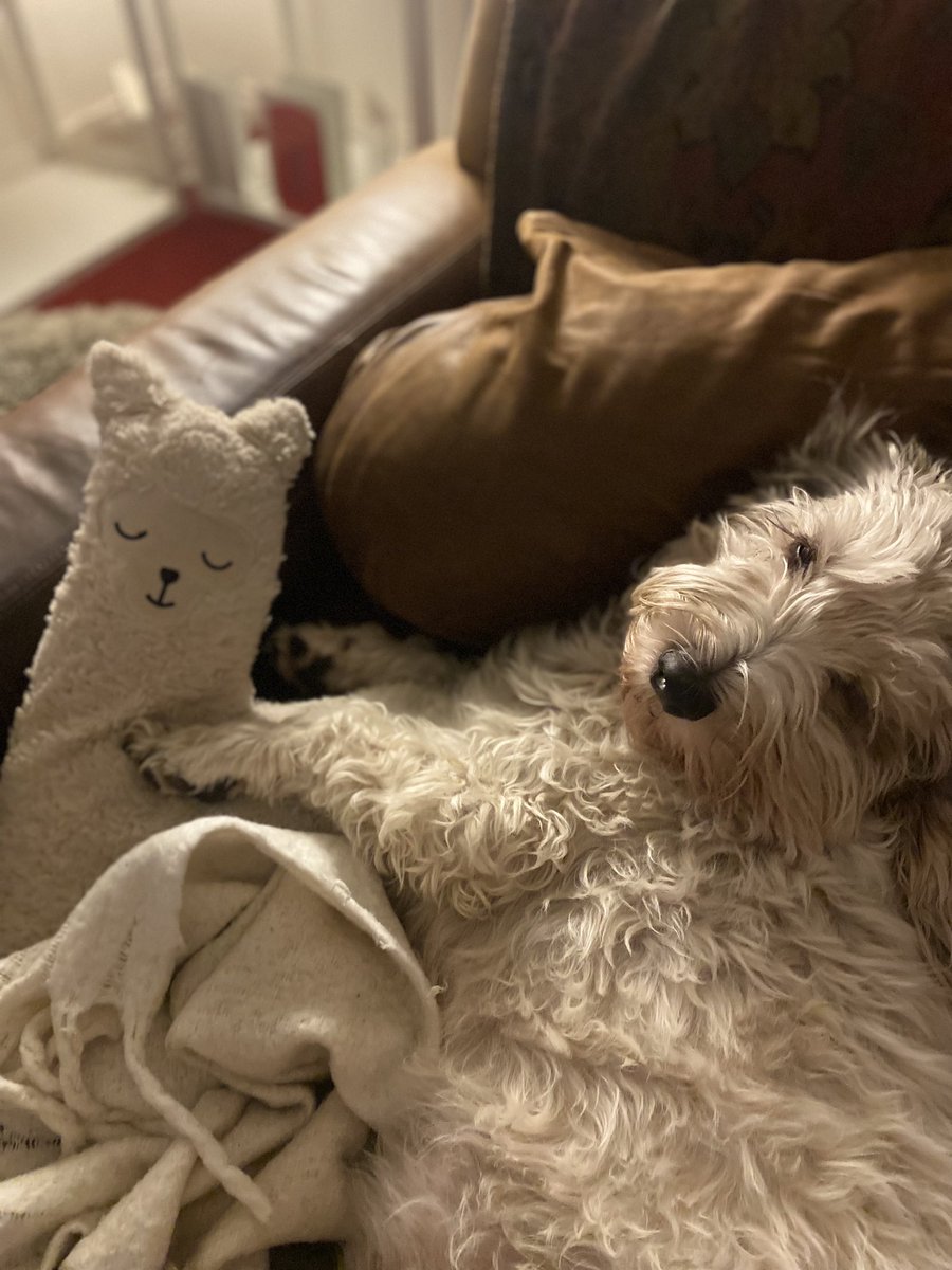 Llamarama cuddle time 💖#PBGV #PBGVtales #dogsoftwitter #dogs