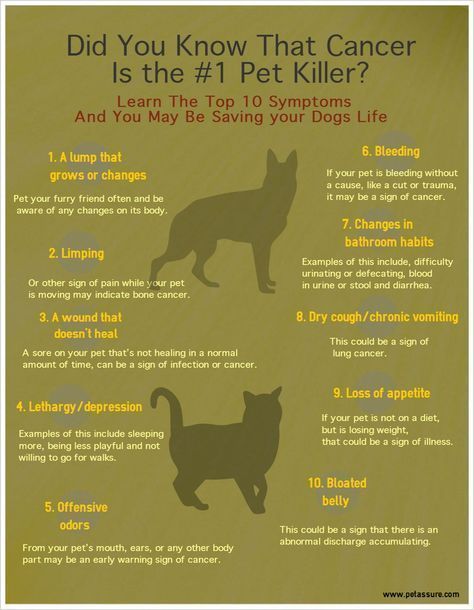 Top 10 symptoms of #cancer in dogs and cats but there are more. For vet-approved info on pet lumps and bumps: bit.ly/4b07FGS . . . #PetCancerAwarenessMonth #Cancer #DogCancer #CatCancer #PetCancer #Tumor #DogTumor #CatTumor #PetWellness #NationalPetCancerAwarenessMonth