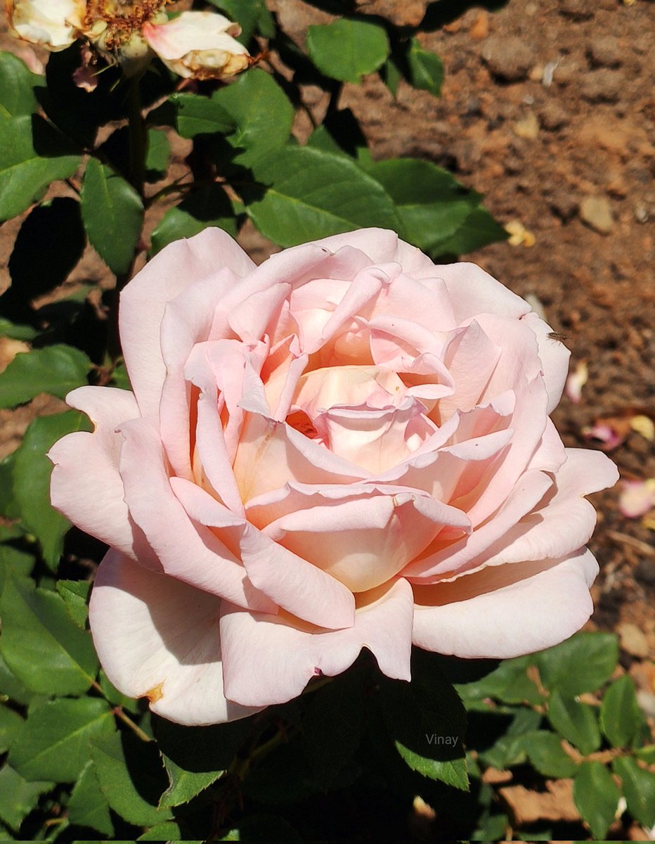 “Happiness held is the seed; happiness shared is the flower.”
~John Harrigan 

Good evening, friends 🌷 
Happy #RoseWednesday 🌹

#theme_pic_India_flowers #flower #FlowersOfTwitter #Happiness #theme_pic_India_rose #nature #FlowerHunting #RoseGardenOoty