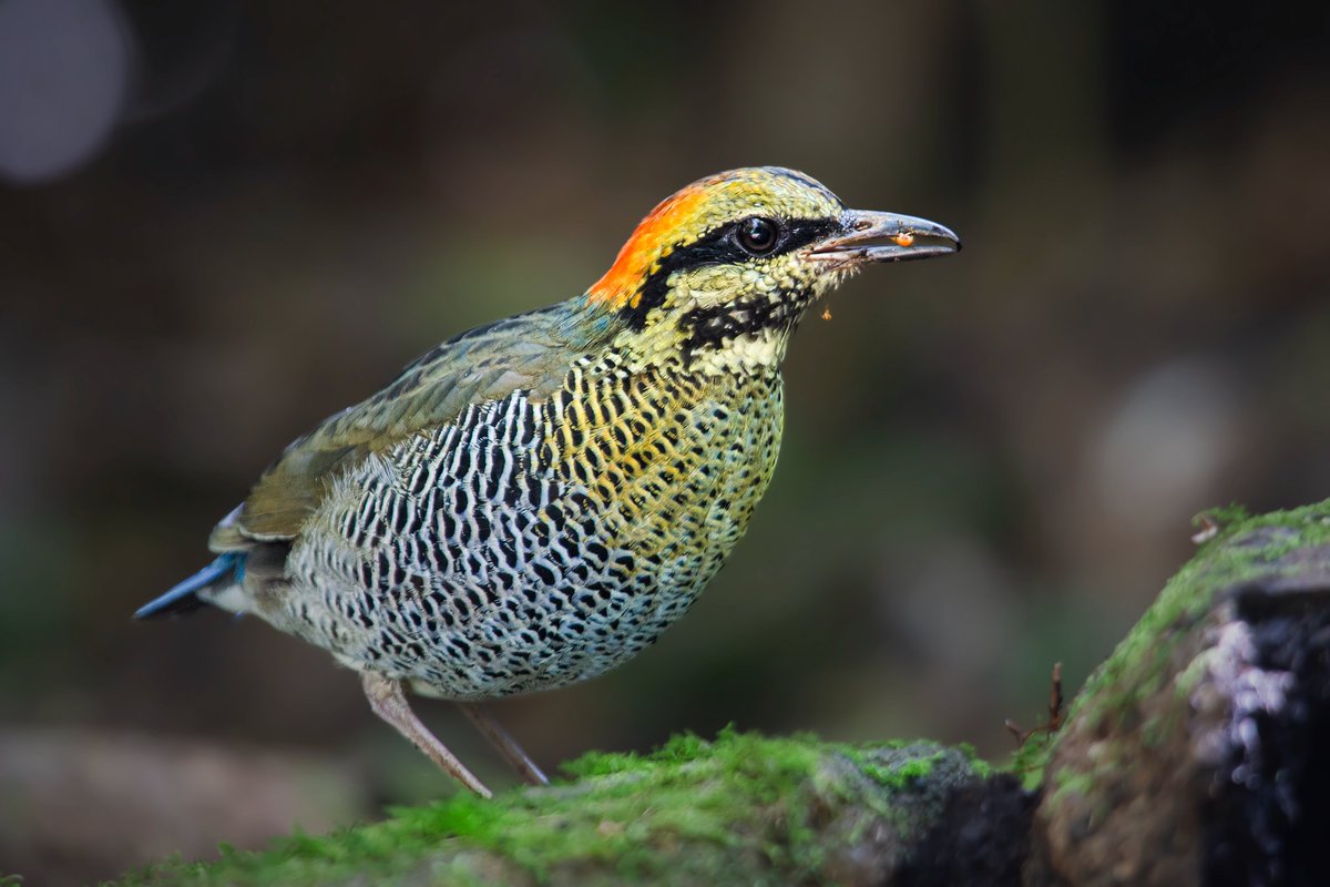 Did you know the Blue Pitta (Hydrornis cyaneus) is a forest guardian? They help control insect populations & love feasting on termites! #birds #nature #TwitterNaturePhotography