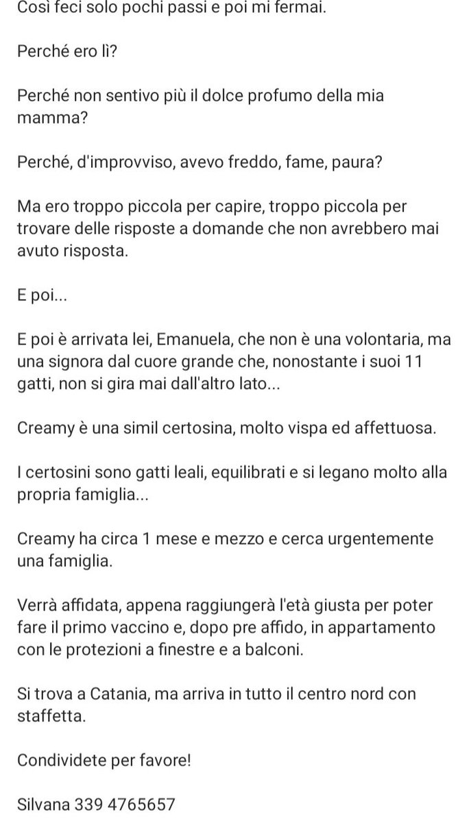 ATTENZIONE 🆘️🆘🆘🆘Silvana ☎️3394765657🐈'Sono buona mamma ti aspetto,chiama per me'CREAMY 1 mese molto dolce,affettuosa aspetta la sua famiglia per sempre #4voiceless Catania